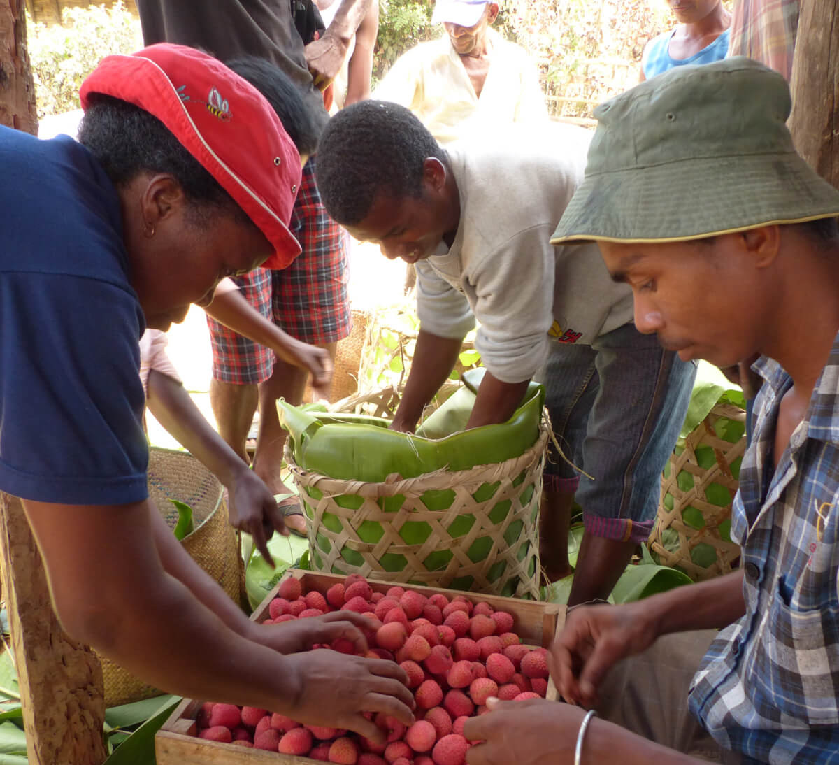 Producteurs de litchis à la coopérative FANOHANA à Madagascar - Ethiquable