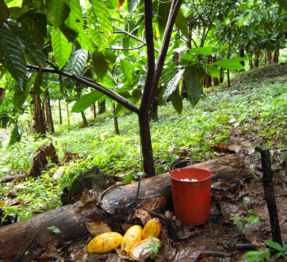 Cacaoyer de la coopérative La Campesina au Nicaragua - Chocolat noir bio Pistache & Noisette 65% de cacao