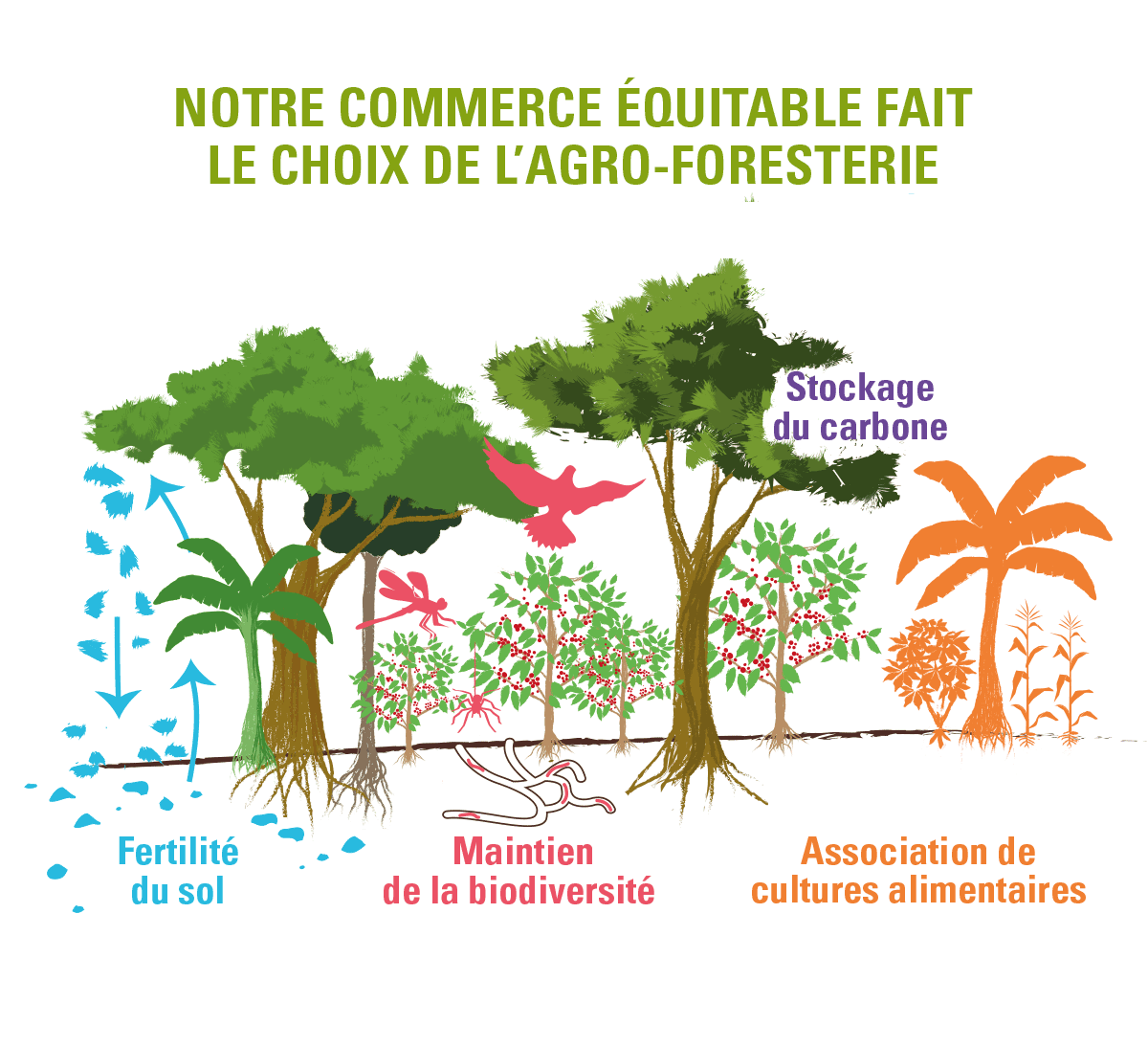 schéma parcelle de café en agroforesterie pour arabica en grains Mexique bio équitable