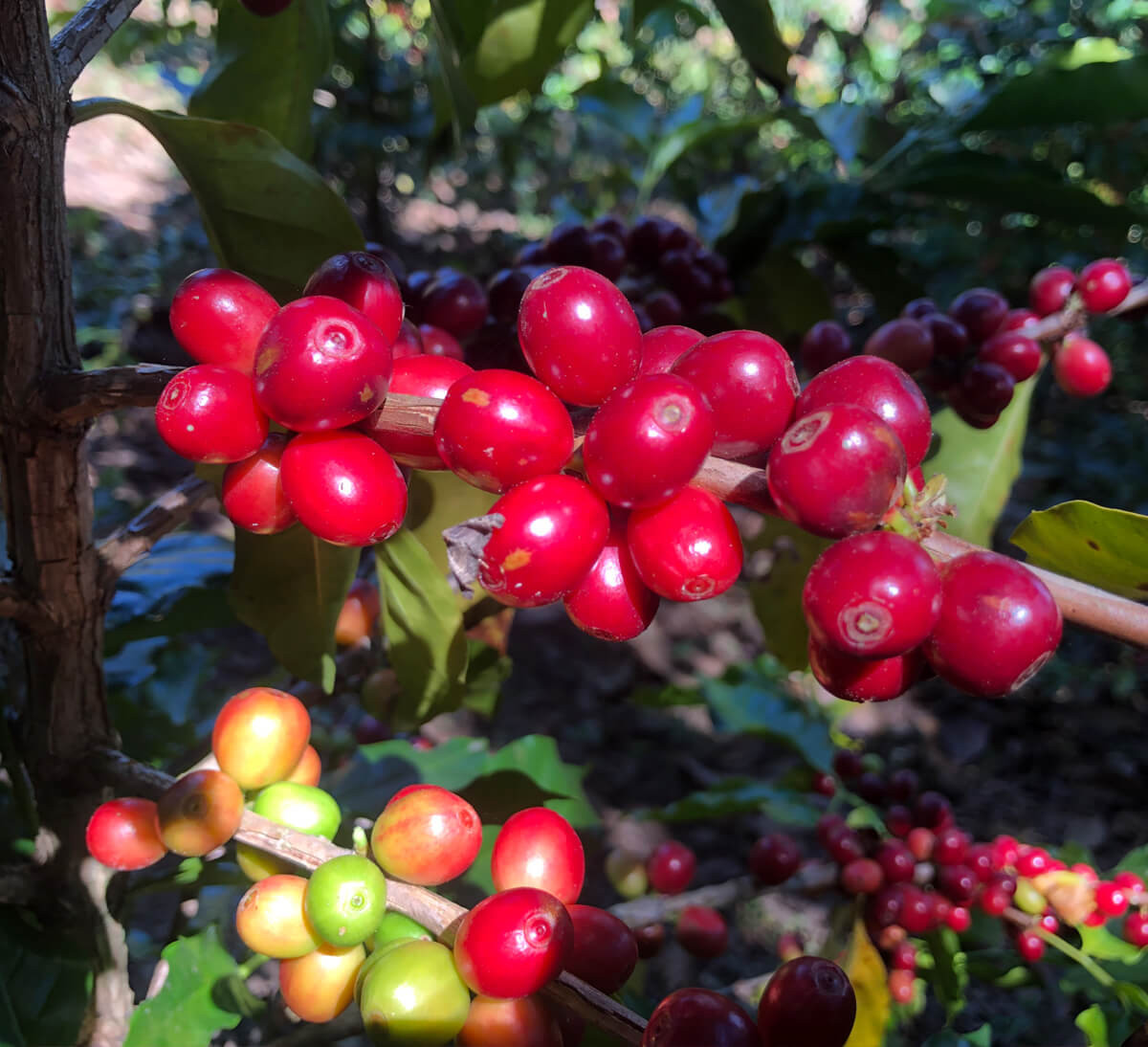 Cerises de café mûres pour arabica du Mexique en grains bio équitable 500 gr