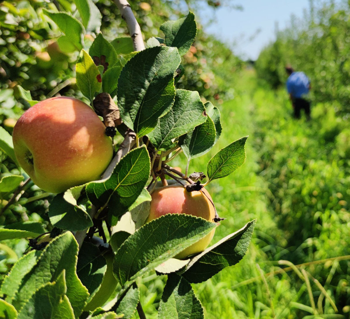 culture bio de pomme coopérative uni-vert