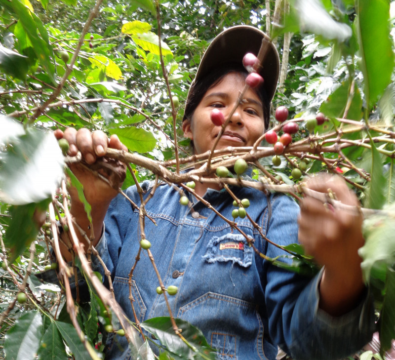 Productrice cueillette de cerise de café bio en Colombie - Ethiquable