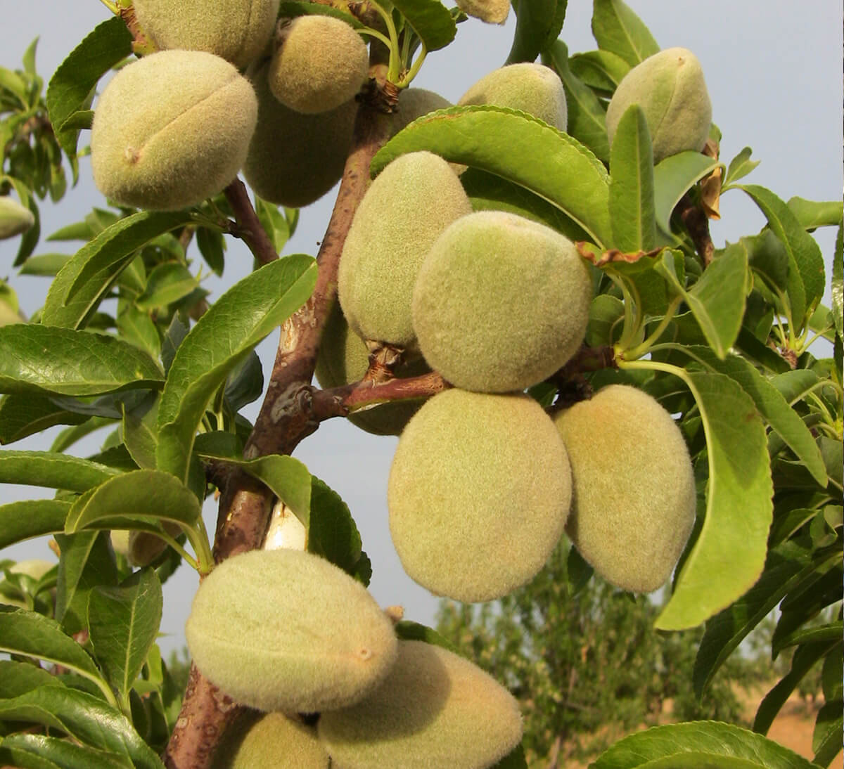 culture tunisie amandes agriculture biologique et commerce équitable purée toastée amandes et noix cajou