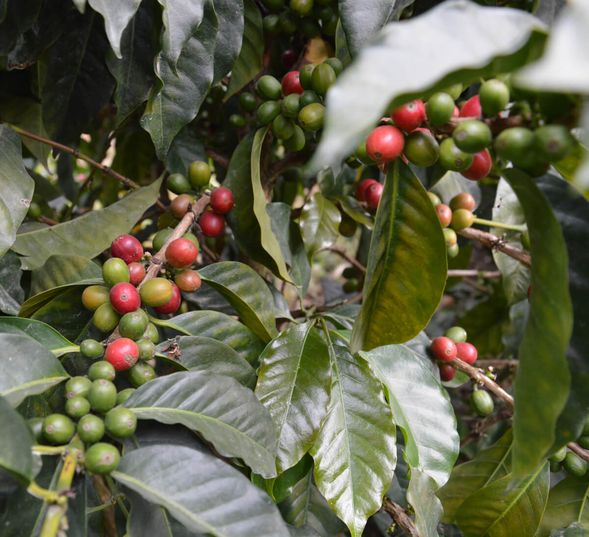 Arabica bio moulu Colombie issu du Commerce Equitable