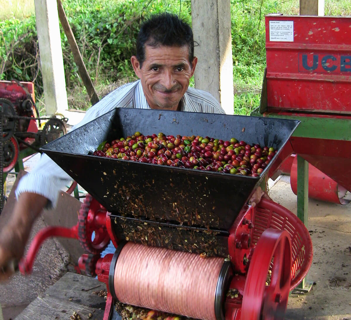 cerise de café en cours de dépulpage pour café arabica en grains bio et équitable du Honduras, format 1kg