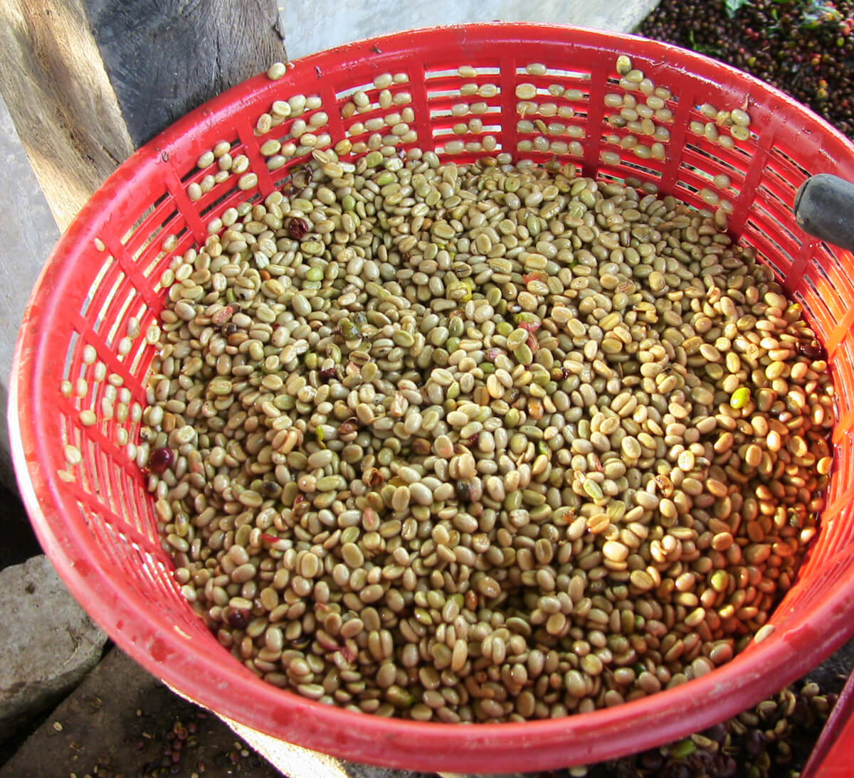 cerises de café dépulpées pour café arabica en grains bio et équitable du Honduras, format 1kg