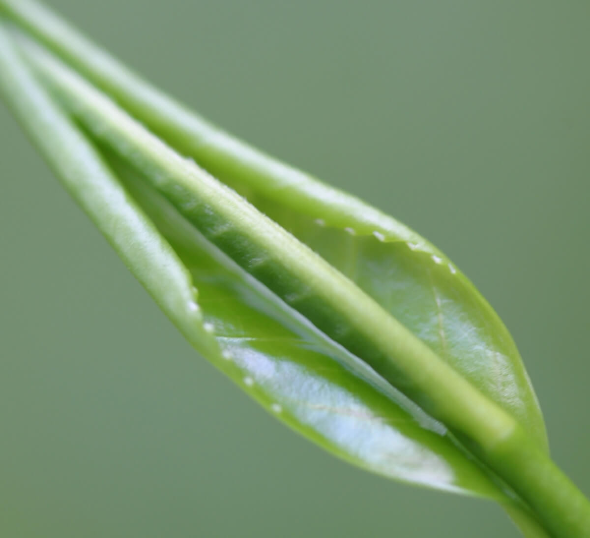 Feuille de thé fraîche pour thé noir Earl Grey Darjeeling bio et équitable