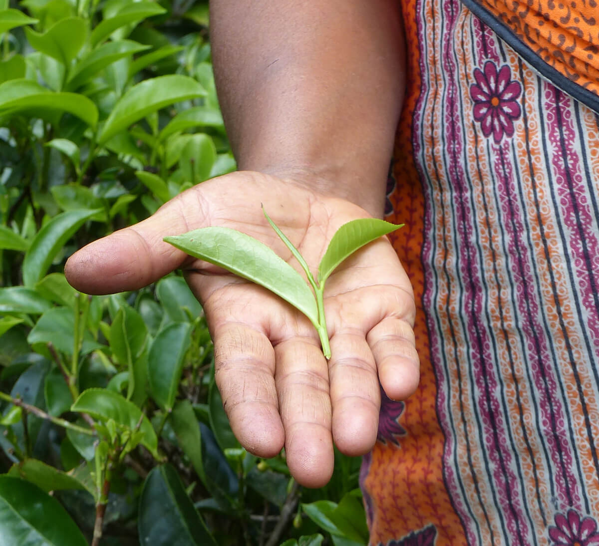 Cueillette fine des feuilles de thé, issues de l'agriculture biologique et du commerce équitable