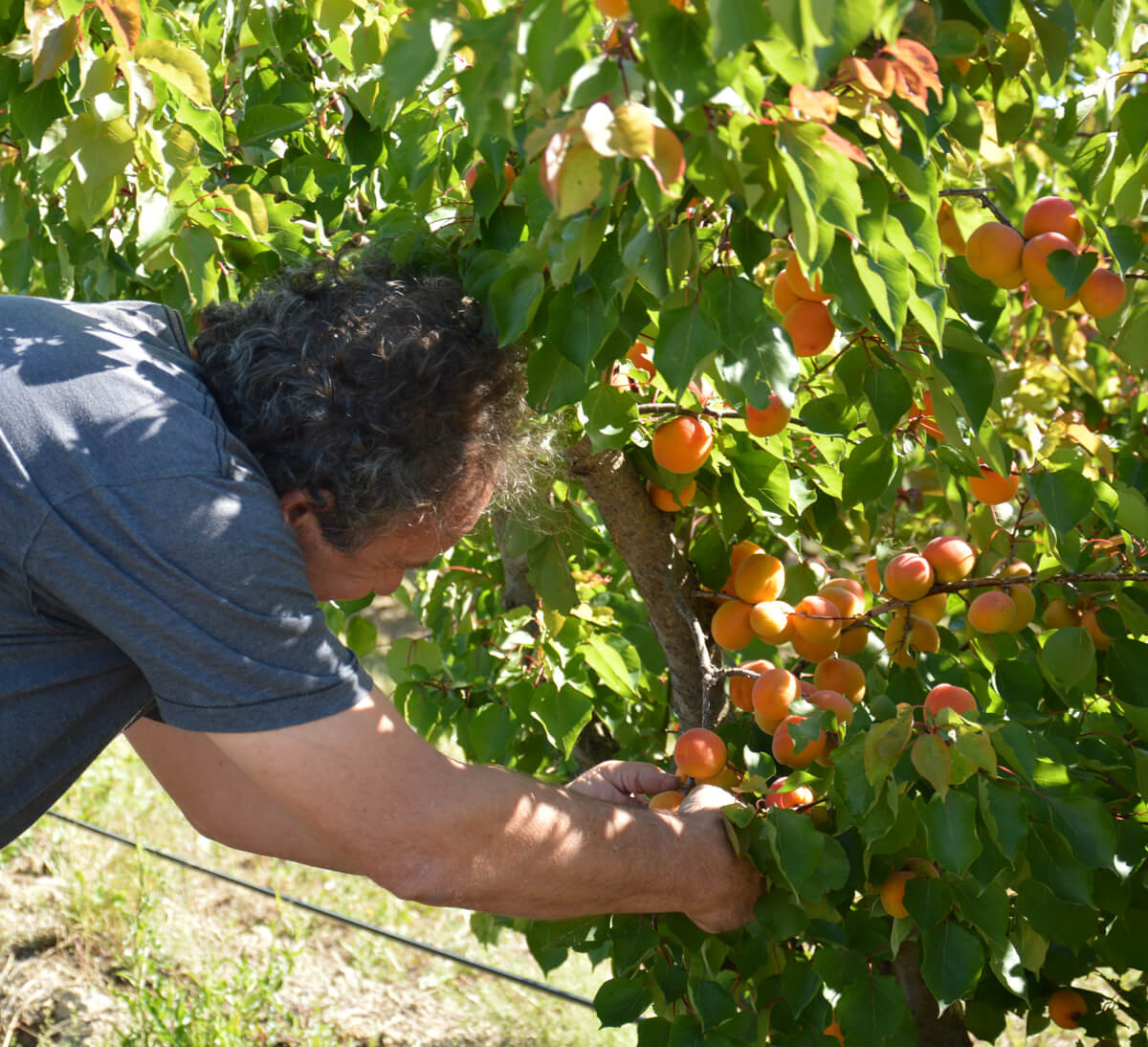 Pur jus de pomme et poire des Pyrénées Orientales - bio et équitable