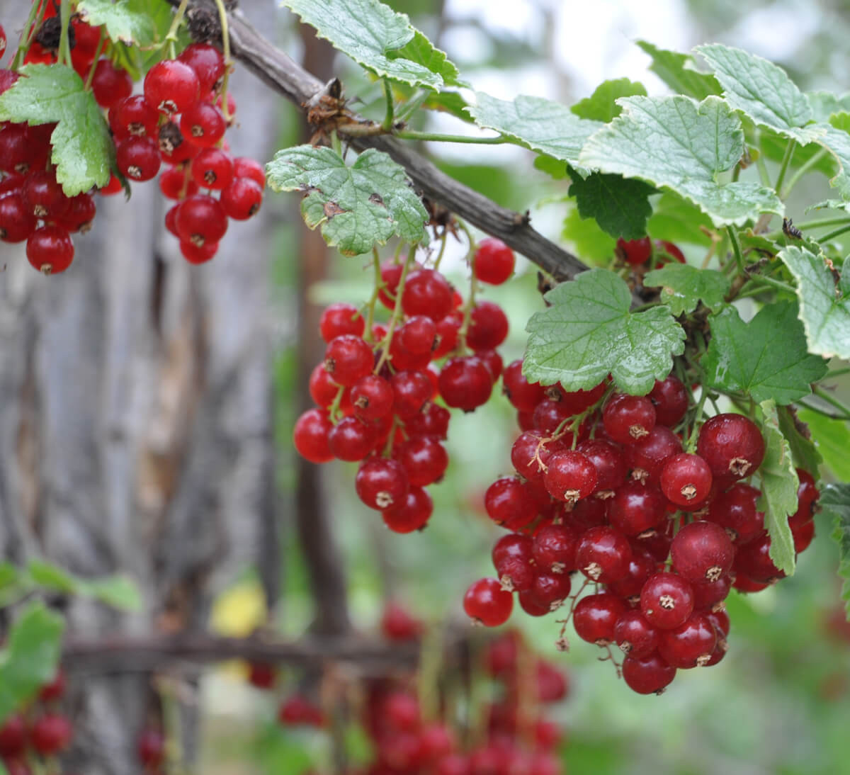 Confiture Terroir Groseilles