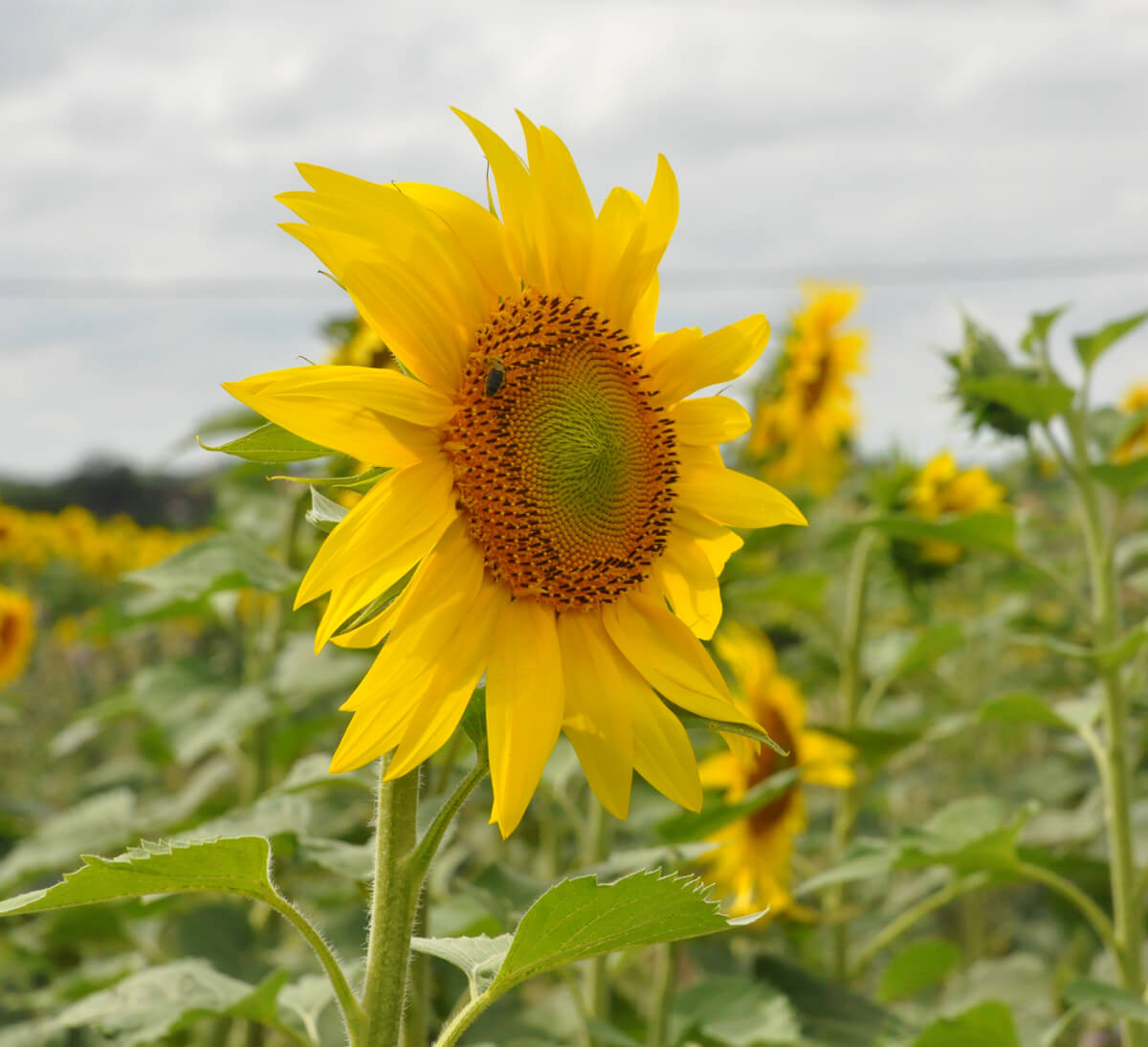 Graines Tournesol des jardins pourpre bio - Graines del pais - Terre Vivante