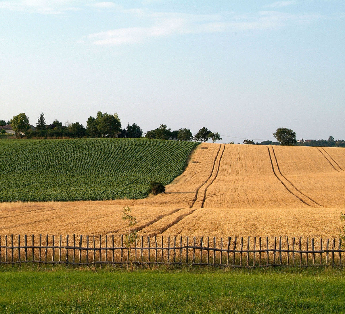 Champ de blé pour farine semi complète bio et équitable de blé et de grand épeautre T80