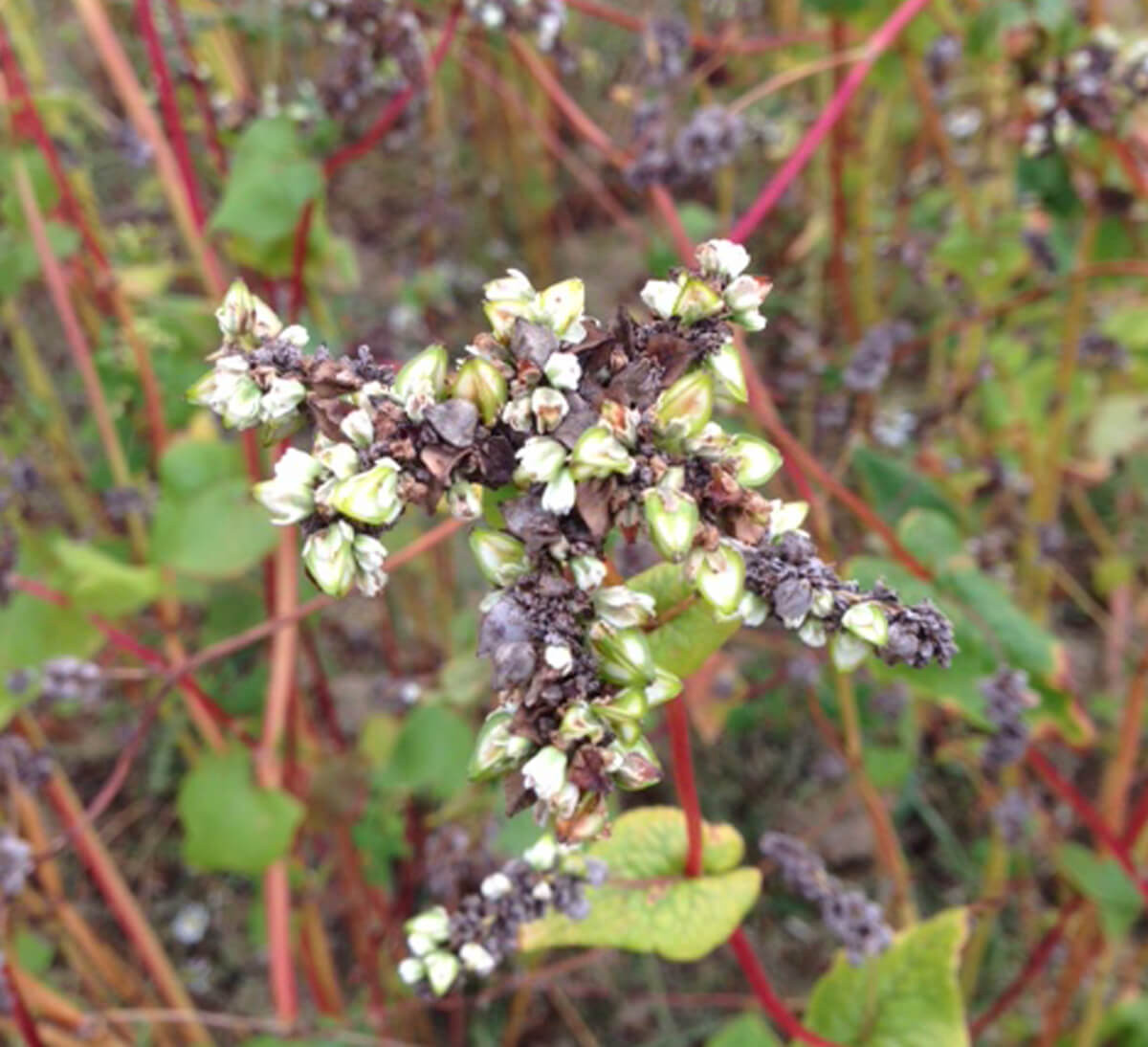 Fleur de sarrasin pour farine complète française
