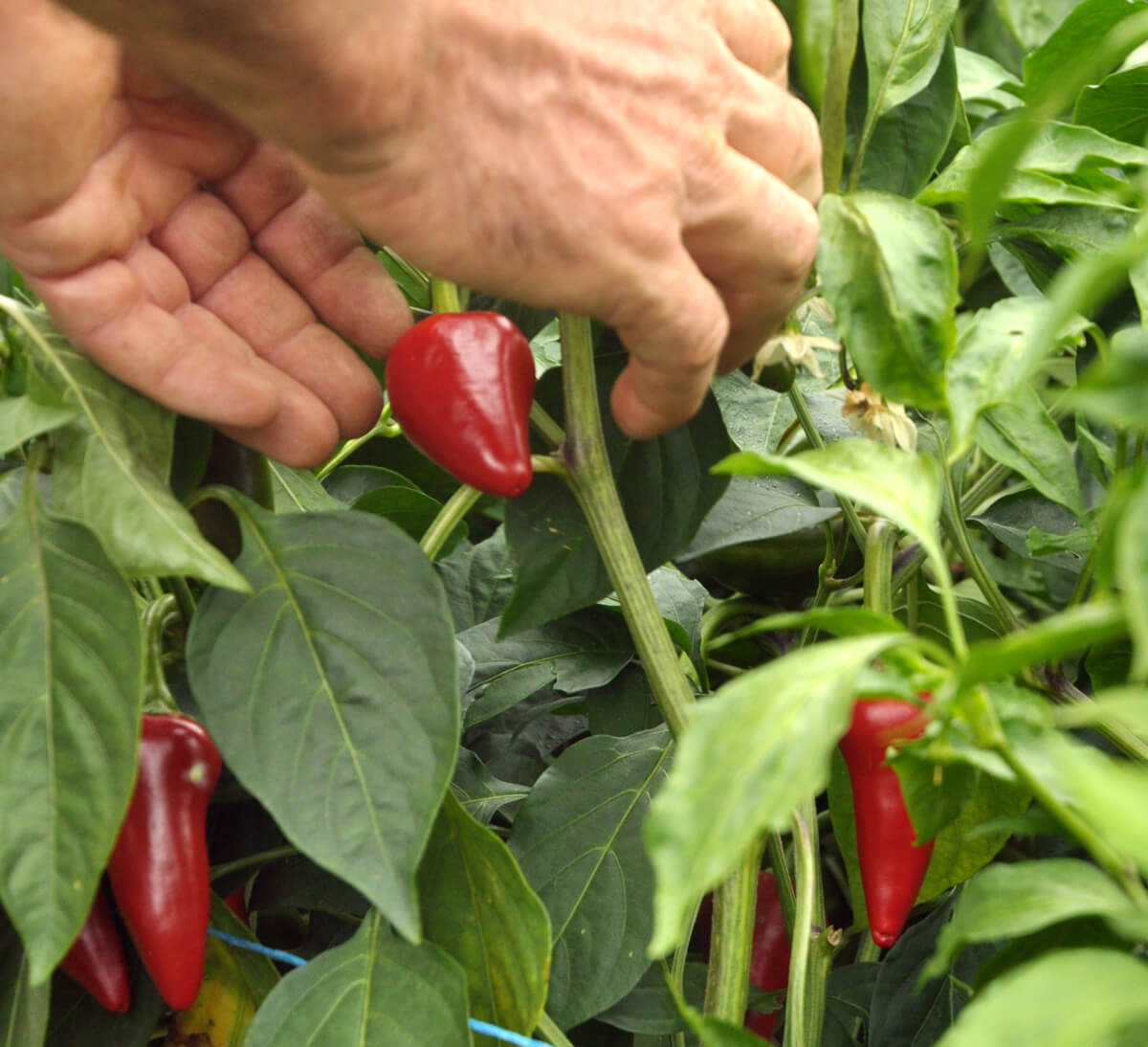 Récolte des piments bio au Pays Basque pour poudre piment d'Espelette A.O.P équitable en poudre