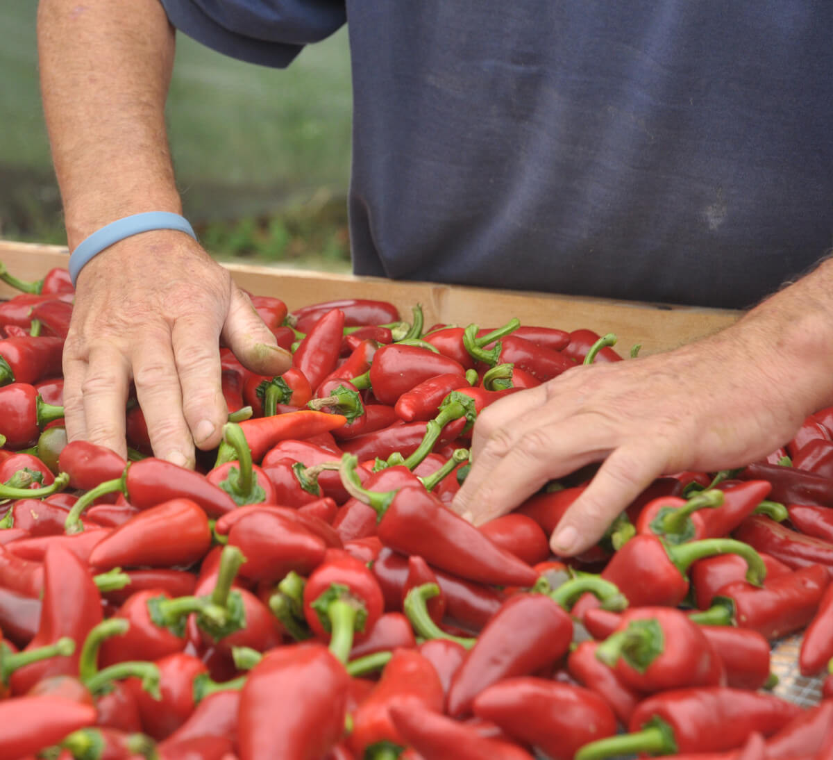 Piments bio au Pays Basque pour poudre piment d'Espelette A.O.P équitable en poudre
