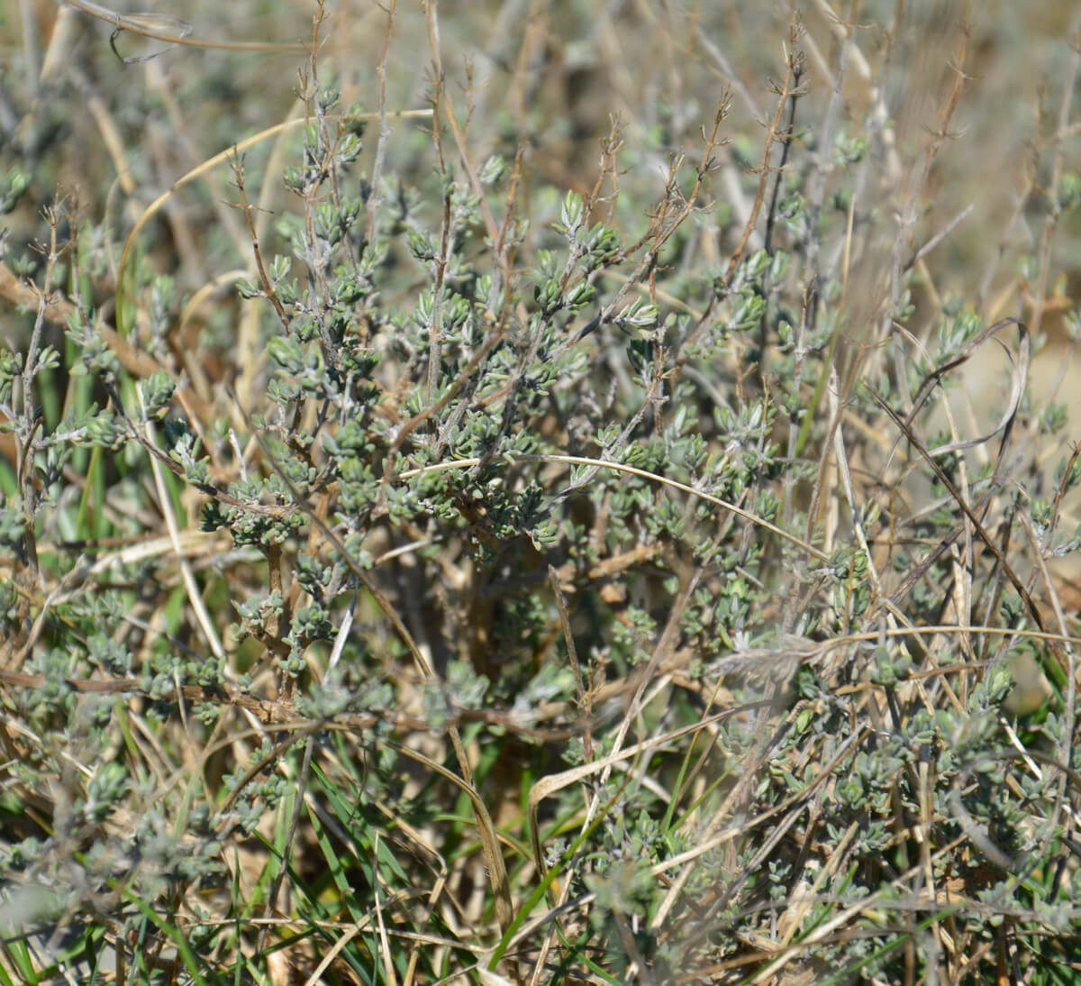 Herbes aromatiques - Ethiquable
