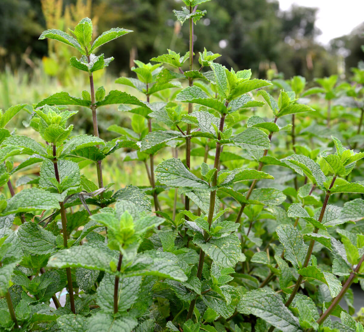 Menthe Poivrée Supérieur - Feuille de menthe en vrac pour infusion