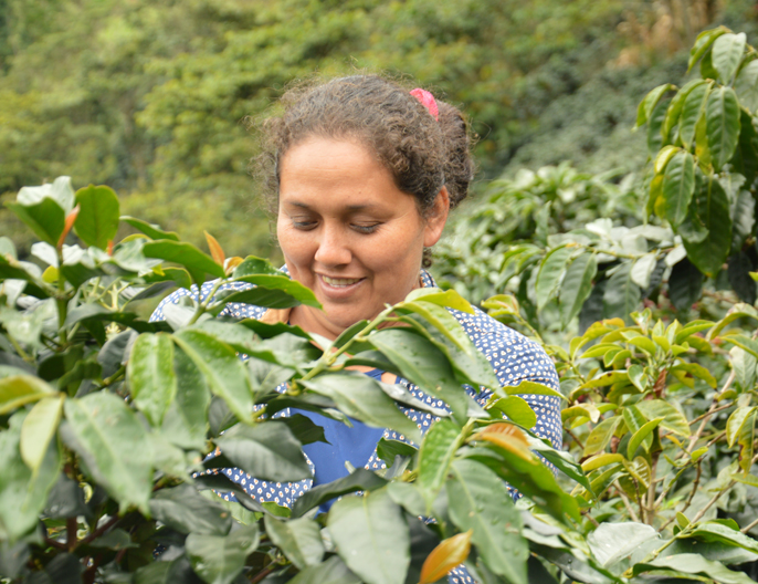 Productrice cafÃ© agroforesterie coopÃ©ratives au PÃ©rou - CafÃ© Moulu en conversion 250g